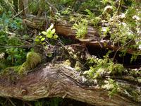 193 Vancouver Island - Rund um Tofino