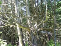 194 Vancouver Island - Rund um Tofino