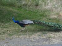 212 Vancouver Island