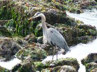 213 Vancouver Island