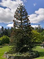 217 Vancouver Island - Butchart Gardens