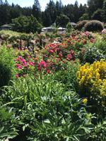 218 Vancouver Island - Butchart Gardens