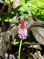 219 Vancouver Island - Butchart Gardens