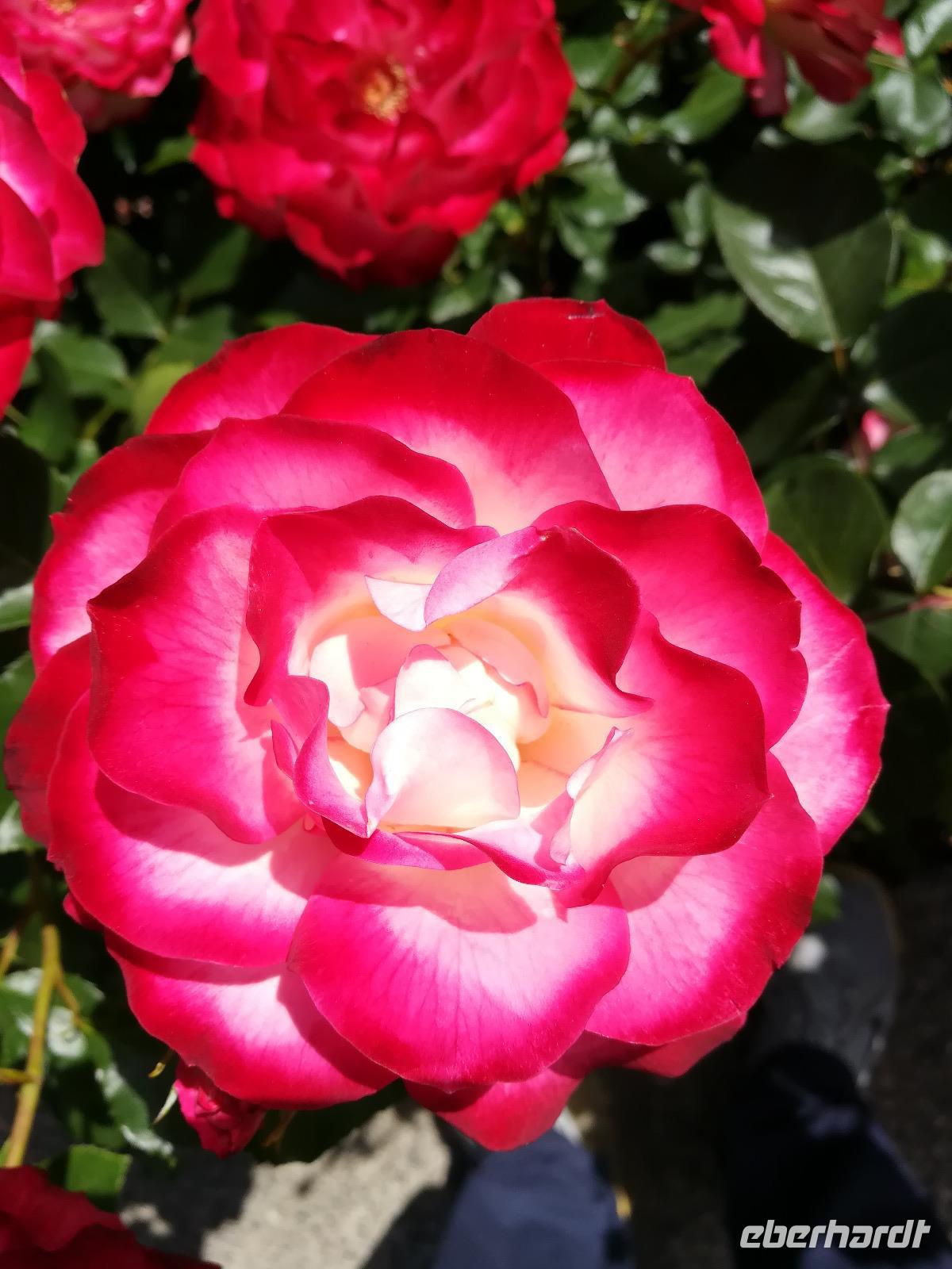 220 Vancouver Island - Butchart Gardens