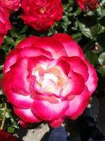 220 Vancouver Island - Butchart Gardens