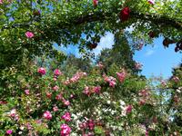 221 Vancouver Island - Butchart Gardens