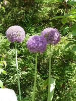 223 Vancouver Island - Butchart Gardens