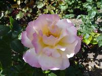 224 Vancouver Island - Butchart Gardens