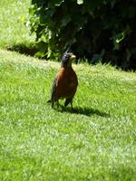225 Vancouver Island - Butchart Gardens