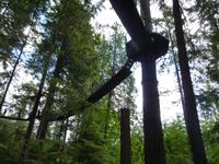 241 Vancouver - Capilano Suspension Bridge