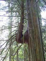 243 Vancouver - Capilano Suspension Bridge