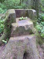 244 Vancouver - Regenwald im Norden Vancouvers