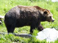 247 Vancouver - Grouse Montain