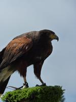 249 Vancouver - Grouse Montain