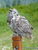 250 Vancouver - Grouse Montain