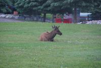 Wapiti Hirsche zu Besuch