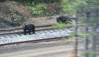 Schwarzbären auf der Bahnstrecke