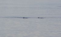 178 Whale Watching Tadoussac