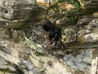 Das Rabennest in dem Felsen