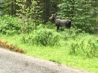 Moose fragt, steh ich gut so ?