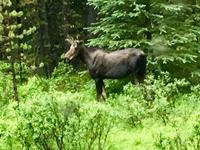Moose sagt, Kopf noch mehr drehen ? wirklich ?