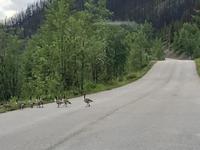 Kanaagaense haben Vorrang