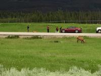 Wapiti ueberall in Jasper