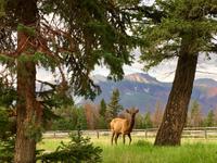 Wapiti in der Jasper Park Lodge