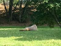 muedes Murmeltier in Kamloops