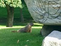 waches Murmeltier in Kamloops