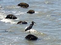 Der geduldige blaue Reiher