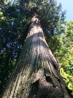 Die alte Zeder in Stanley Park