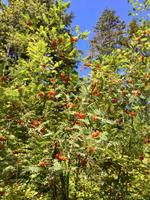 es wird ein langer Winter 