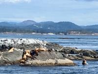 Kalifornia-Seeloewen