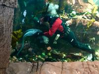 Fischmassage im Flughafen Vancouver ! 