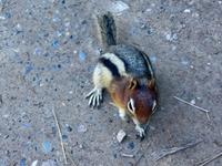 Das Streifenhoernchen