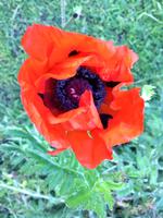 Mohnblume in Lake Louise