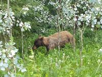 2. Tag Banff- und Yoho-Nationalpark - Rocky Mountains