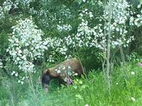 2. Tag Banff- und Yoho-Nationalpark - Rocky Mountains