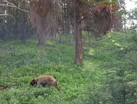 2. Tag Banff- und Yoho-Nationalpark - Rocky Mountains