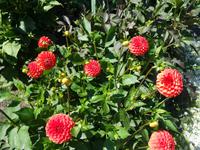 6. Tag Ausflug nach Vancouver Island (12)