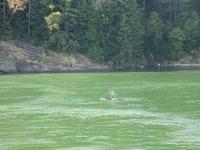 6. Tag Ausflug nach Vancouver Island (21)