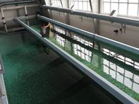 10. Tag Juneau - Alaskas Hauptstadt - Eberhardt-Ausflug inklusive (8)