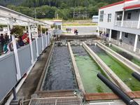 10. Tag Juneau - Alaskas Hauptstadt - Eberhardt-Ausflug inklusive (9)