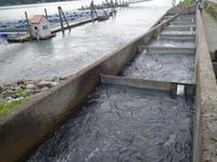 10. Tag Juneau - Alaskas Hauptstadt - Eberhardt-Ausflug inklusive (23)