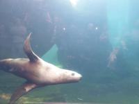 14. Tag Ankunft in Seward - Exit-Gletscher - Anchorage (11)