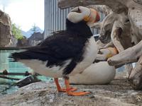 14. Tag Ankunft in Seward - Exit-Gletscher - Anchorage (18)