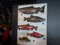 14. Tag Ankunft in Seward - Exit-Gletscher - Anchorage (33)