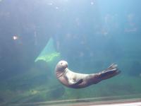 14. Tag Ankunft in Seward - Exit-Gletscher - Anchorage (35)