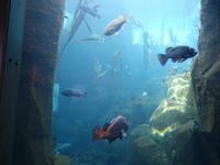 14. Tag Ankunft in Seward - Exit-Gletscher - Anchorage (39)